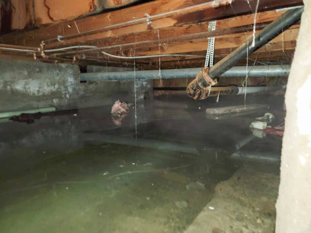 Best Carpet water damage restoration  in New Madison, OH