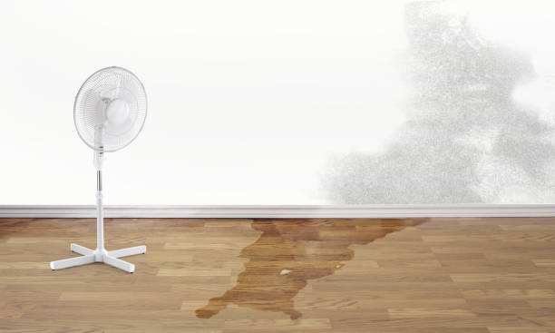 Best Local water damage restoration  in New Madison, OH